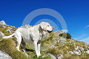 Old happy white labrador in the mountains