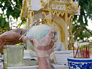 Old hard-working man`s hands offering a winter melon or wax gourd, a crop picked from his garden to a spirit house