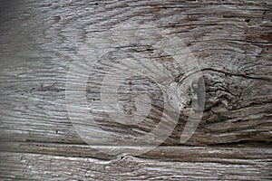 Old hardwood surface,Bark texture for the background or text