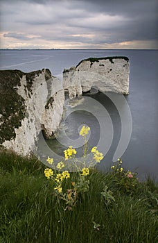 Old Harry Rocks - Dorset coast, England