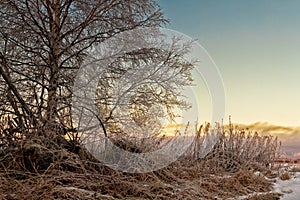 Old Harvester By The Birch Tree