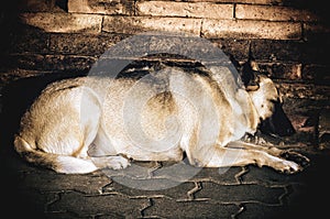 A old heavyweight dog sleeping on brick floor