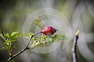 Old Hedge rose fruit with new leafs against blurry background.