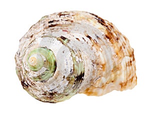 Old helix shell of whelk mollusc isolated
