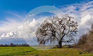 Old heritage oak on farmland in winter with a storm approaching in the background