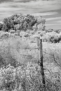 Old high desert fence post in black and white