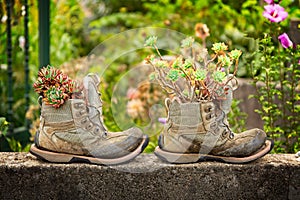 Old hiking boots used as flower pots