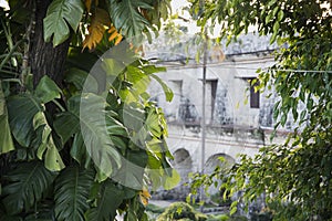 Old historic house view through tropical plants. Fort San Pedro view through green plant.