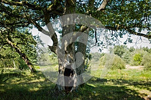 Old hollow oak tree in a park on an early autumn sunny day