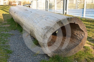 old hollow tree hole inide trunk