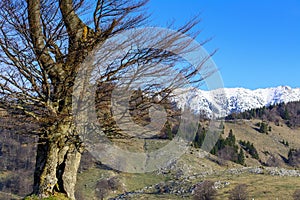 Vecchio vuoto un albero montagne 