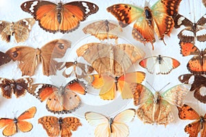 Old home collection of butterflies
