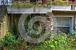 Old Home Gas Meter Hidden by Green Plants