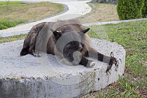 Old homeless dog lies in the park