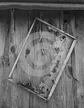 Old honeycomb frame hangs on the barn wall