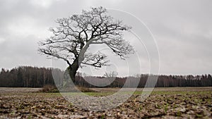 Old, hooked oak in Latvia