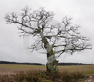 Old, hooked oak in Latvia