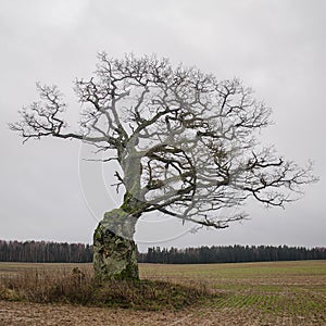 Old, hooked oak in Latvia
