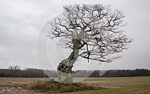 Old, hooked oak in Latvia