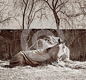 Old horse with a caparison lying on a hay next to a hay bale