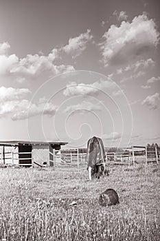 Old horse with caparison on the spring grass in the farm