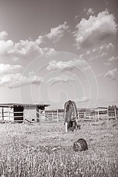Old horse with caparison on the spring grass in the farm photo