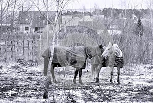 Old horse with caparison in winter cloudy day photo