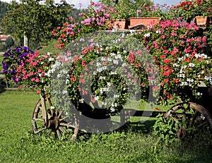 Old horse cart with flowers