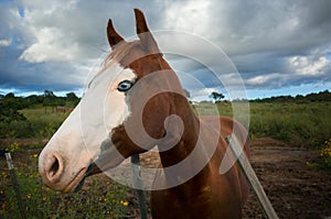 Old Horse on a Farm