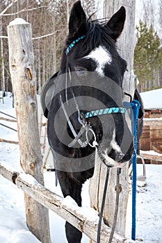 An old horse on a leash at the fence on a winter day