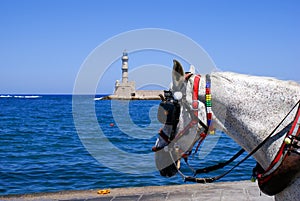 Old horse on port of Chania, Greece