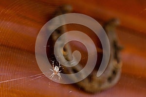 Old Horseshoe, spider web nature morning insect