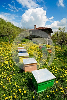 Old house and apiary