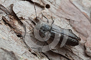 Old house borer, hylotrupes bajulus on pine bark