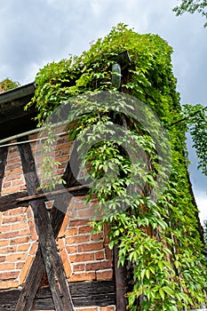 An old house in the countryside overgrown with green ivy. Walls built in the Prussian wall technology, covered with vegetation