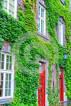 Old house covered by green ivy