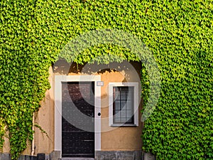 Old house entrance in the ivy wall