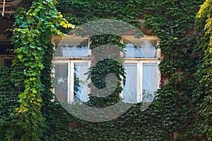 Old house facade overgrown with green ivy