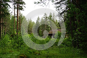 Old house in the forest