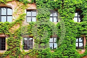 Old house with ivy