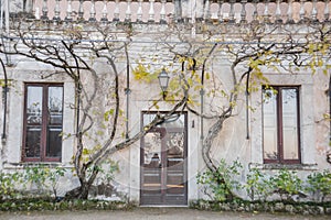 Old house with ivy growing on the wall, vintage style.