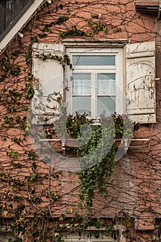 Old house with ivy and white shutters
