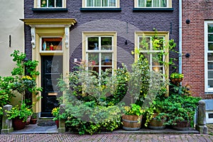 Old house with lush plants in front. Delft, Netherlands