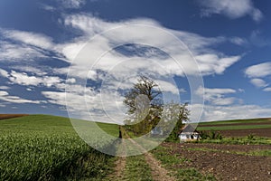 Old house near a field of grain