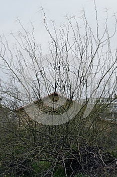 Old house obscured by overgrown plant branches