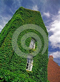 The old house overgrown with ivy.