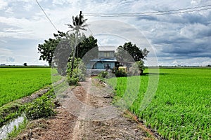 Old house and paddy field
