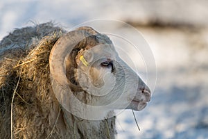 Old house sheep breed Skudde in winter in germany