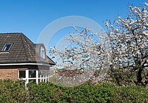 Old house in spring - blossom of a cherry tree, blue sky