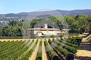 Old house and vineyard in the region of Luberon, France photo